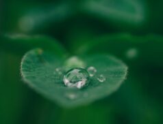 Why a sustainability strategy is vital for German e-commerce SMEs